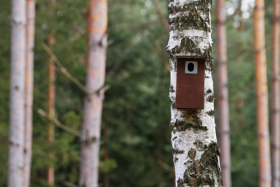 Bird feeder hung on a tree.